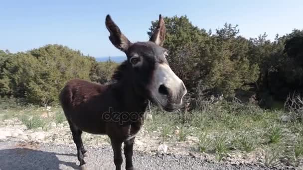 Vicces szamár néz a kamerába — Stock videók