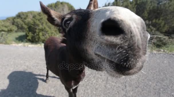 Burro divertido en el camino — Vídeo de stock