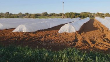 Ülke bahçesinde bahar beyaz sera