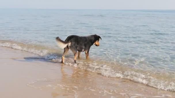 Pes na pláži v pomalém pohybu — Stock video