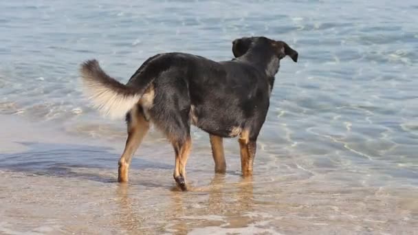 Perro en la playa en cámara lenta — Vídeo de stock