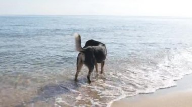 Köpek yavaş çekimde sahilde