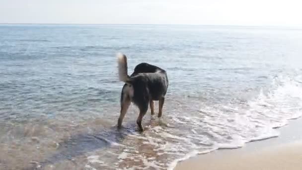 Собака на пляже в замедленной съемке — стоковое видео