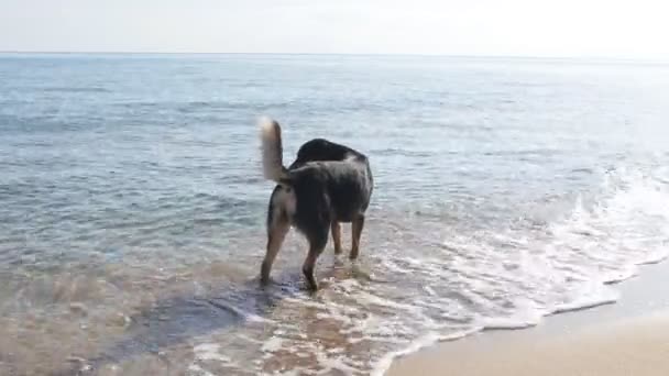 Hund på stranden i slow motion — Stockvideo