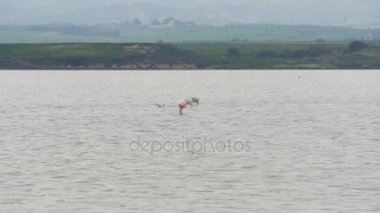 Kıbrıs'ta Tuz Gölü üzerinde Pembe Flamingo