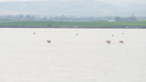 Розовый фламинго на соленом озере на Кипре — стоковое видео