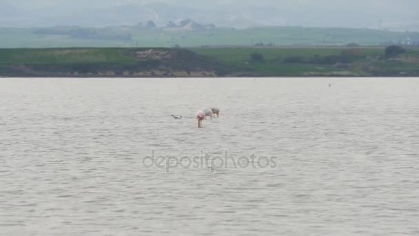 Pink Flamingo on salt Lake in Cyprus — Stock Video