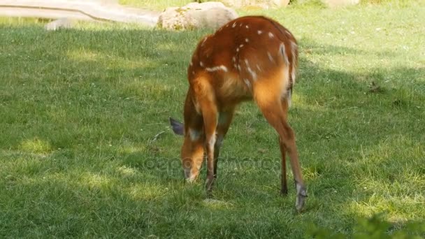 Rusa jantan makan rumput. — Stok Video