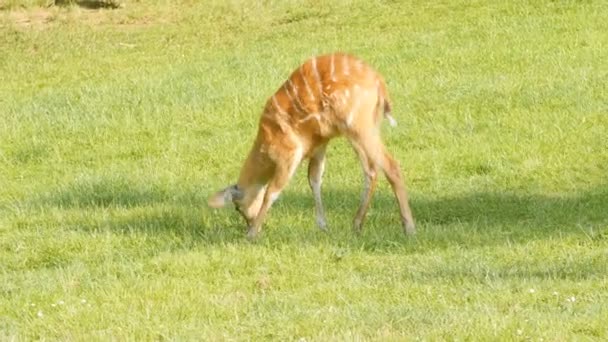 Capriolo mangia erba — Video Stock