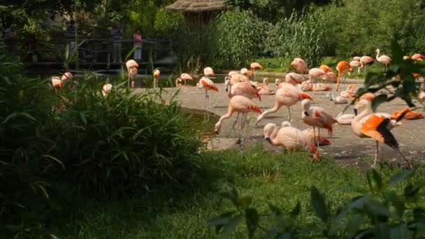 Bandada de flamencos en el parque — Vídeo de stock