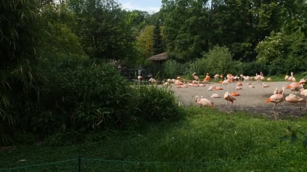 Rebanho de flamingos no parque — Vídeo de Stock