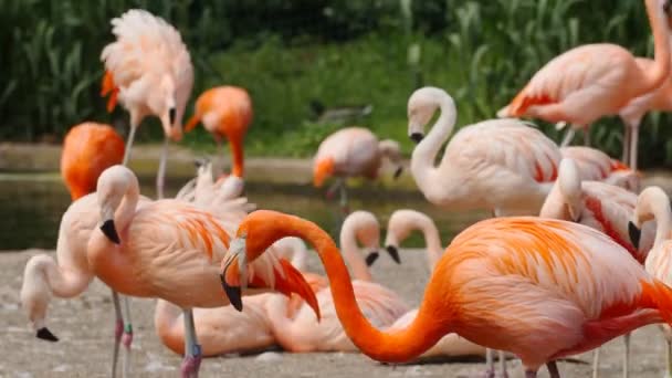 troupeau de flamants roses dans le parc
