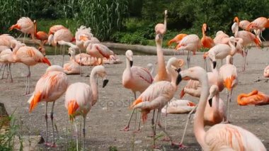 Parktaki flamingo sürüsü