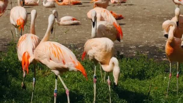 Flock of flamingos in the park — Stock Video