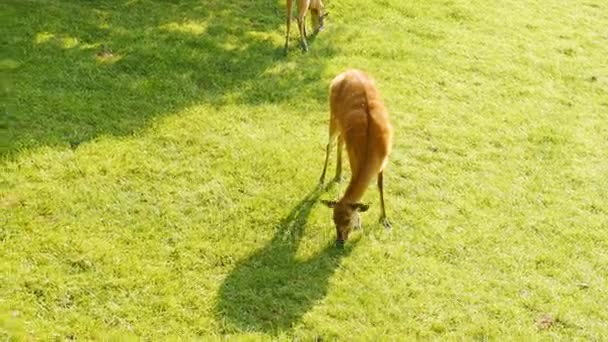 Genç bir geyik çimenlerin üzerinde grazes — Stok video