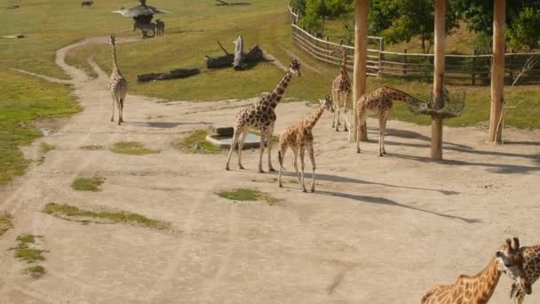 Mandria di giraffe nel parco — Video Stock