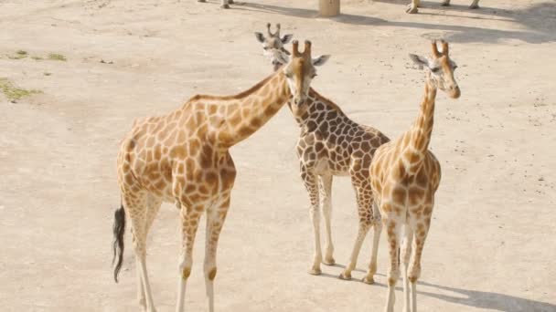 Mandria di giraffe nel parco — Video Stock