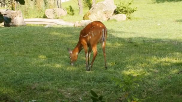 Un jeune cerf broute sur l'herbe 