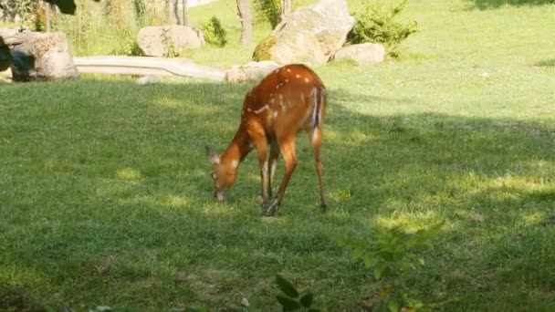 Een jonge herten schaafwonden op gras — Stockvideo