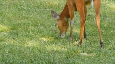 Genç bir geyik çimenlerin üzerinde grazes