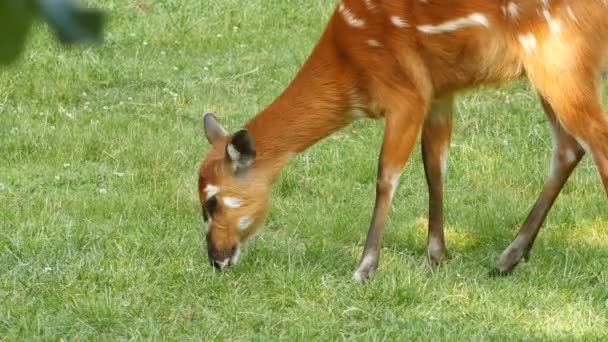 Een jonge herten schaafwonden op gras — Stockvideo