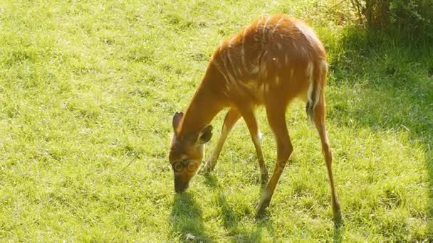 Genç bir geyik çimenlerin üzerinde grazes — Stok video