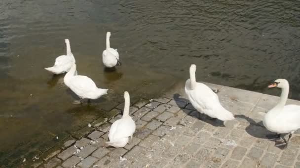 Beau cygne blanc sur le lac — Video