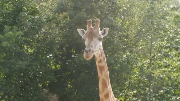 Close-up de uma girafa na frente de algumas árvores verdes — Vídeo de Stock
