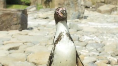 Macellan Pinguin atış kapatmak