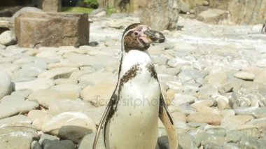 Macellan Pinguin atış kapatmak