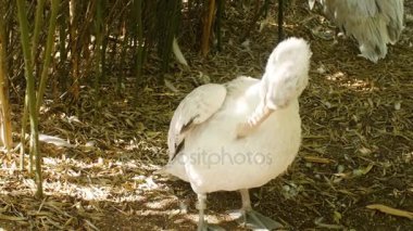Beyaz Pelikan Pelecanus onocrotalus