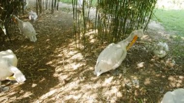 Beyaz Pelikan Pelecanus onocrotalus
