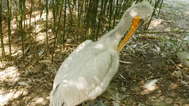 Vit Pelikanen Pelecanus onocrotalus — Stockvideo