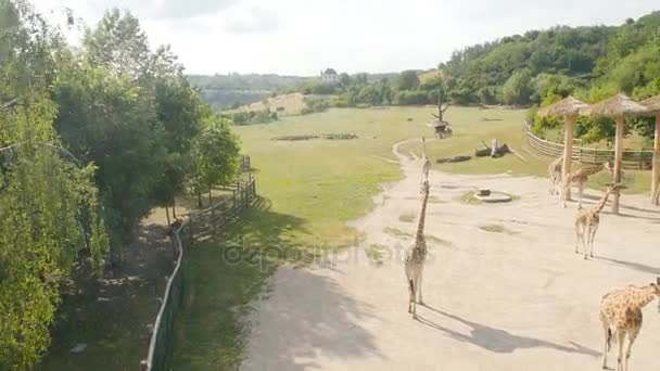 Czech Republic, Prague 16, June 2017. An aviary with giraffes at the Prague Zoo — Stock Video