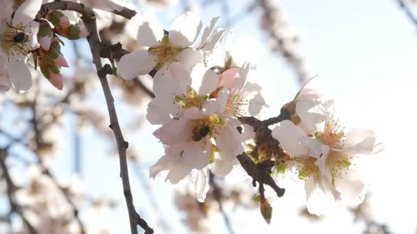 Un primer plano de un almendro con flores rosadas con abeja — Vídeos de Stock