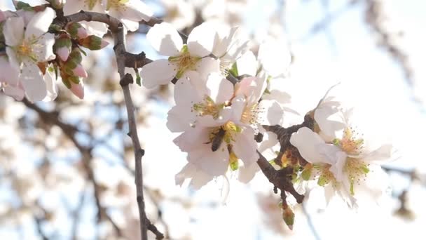 En närbild av ett mandelträd med rosa blommor med bee — Stockvideo