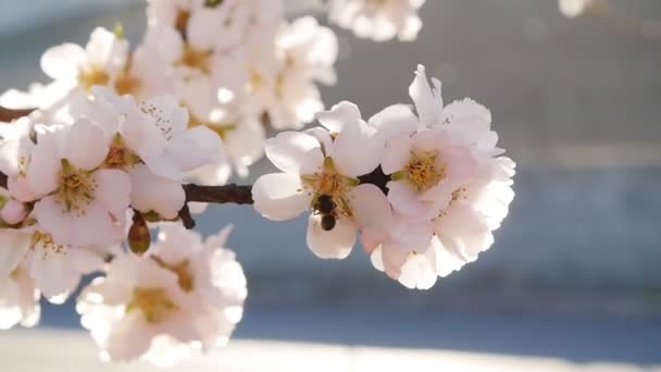 Un primer plano de un almendro con flores rosadas con abeja — Vídeos de Stock