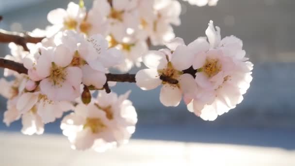Крупный план миндального дерева с розовыми цветами с пчелой — стоковое видео