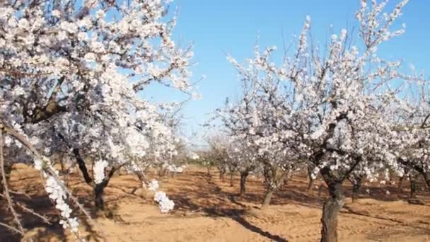 Plantação de amêndoas com flores — Vídeo de Stock