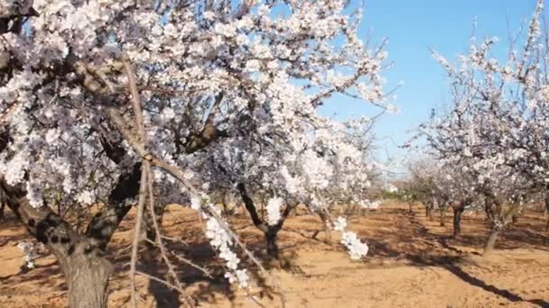 Plantação de amêndoas com flores — Vídeo de Stock