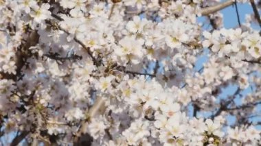 Çiçekli badem ekimi