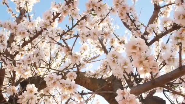 花咲くアーモンドの木々 のクローズ アップ — ストック動画