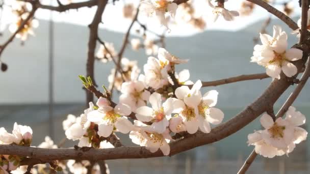 Крупним планом квітучі мигдалеві дерева — стокове відео