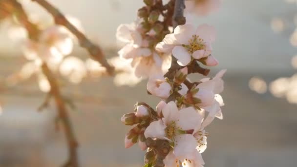 Gros plan sur les amandiers en fleurs 