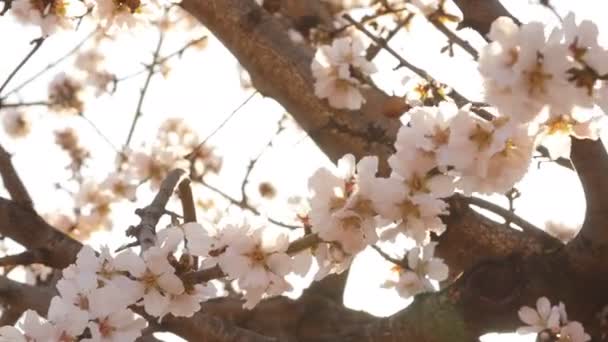 Çiçekli badem ağaçlarının yakın çekim — Stok video