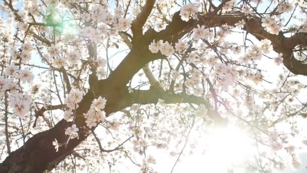 Floração de flores de amêndoa na primavera na plantação — Vídeo de Stock