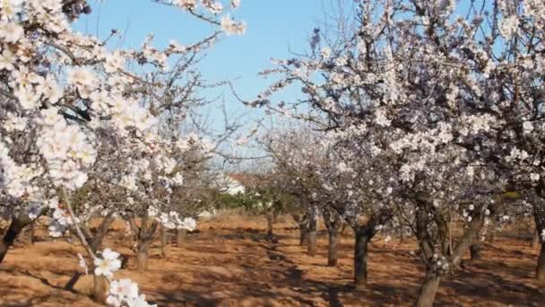 Flowering of almond flowers in the spring time on the plantation — Stock Video