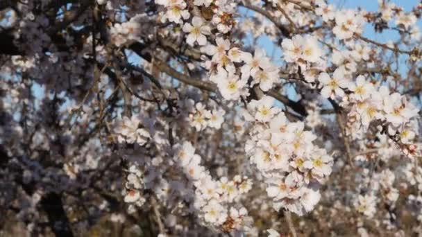 Цветение миндальных цветов весной на плантации — стоковое видео
