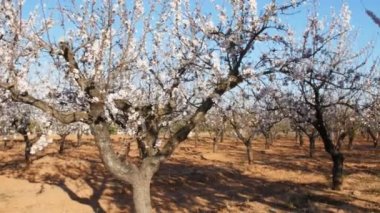 Badem çiçekleri bir çiftlikte çiçekli bahar zamanında
