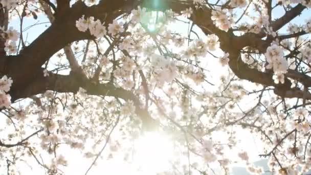 Floración de flores de almendras en primavera en la plantación — Vídeos de Stock